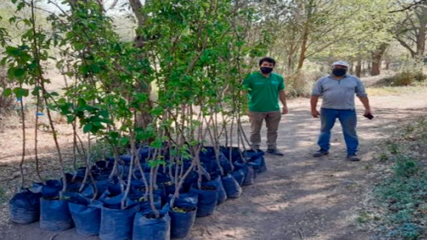 El Plan de Activación Productiva Frutihortícola ya entregó más de 1.000 frutales a productores de San Luis
