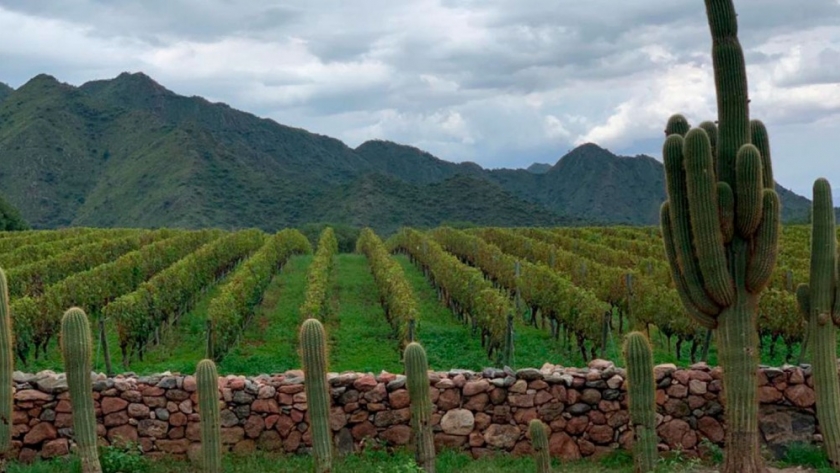 Cafayate: donde los viñedos y la tradición se fusionan en un sabor inolvidable