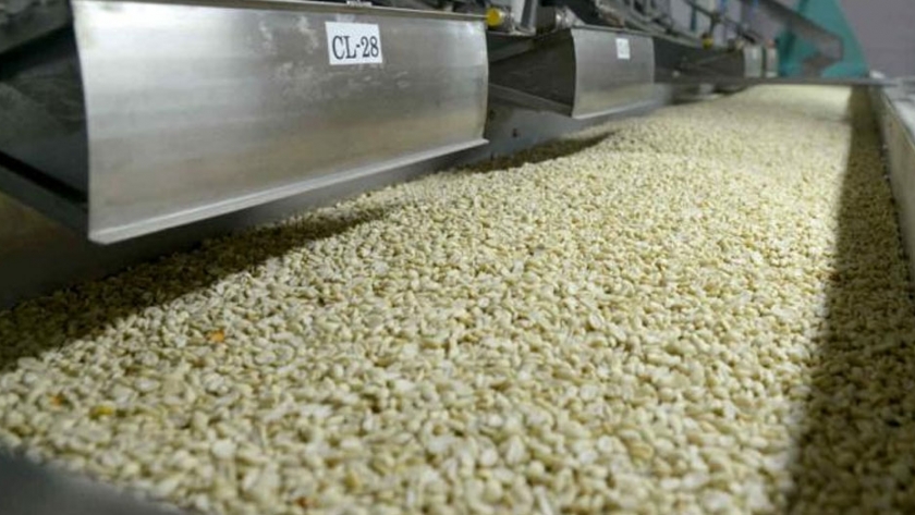 El maní cordobés, único: es el más "dulce" del mundo