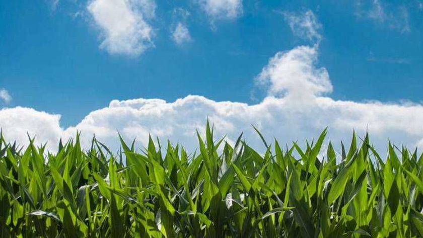 La mitigación del cambio climático no es el principal motivador de la ganadería regenerativa