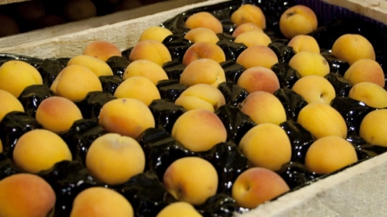 Crónicas Robadas: Por mala calidad y falta de competitividad, las exportaciones de fruta de carozo retrocedieron 44%