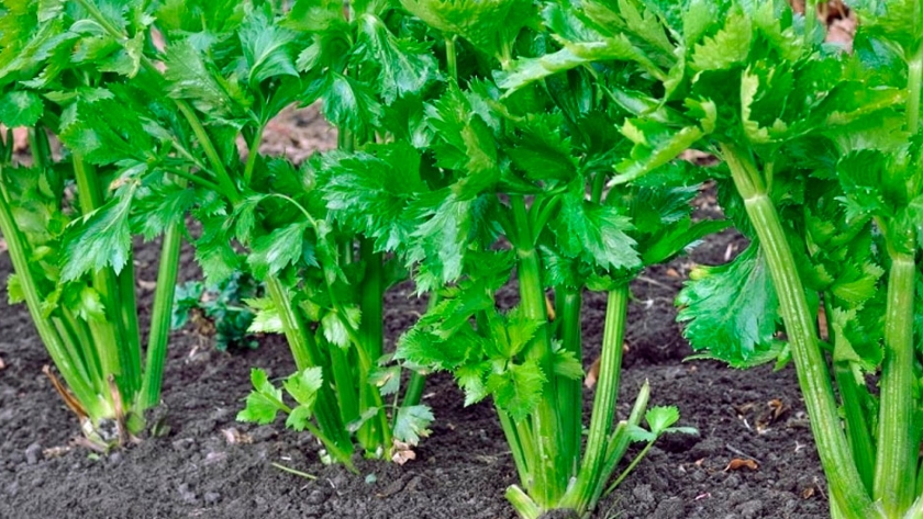 Apio, un popular vegetal de sabor característico