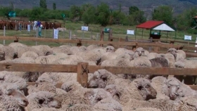 Especialistas de Argentina, Perú y España miden la huella de carbono en la producción ovina