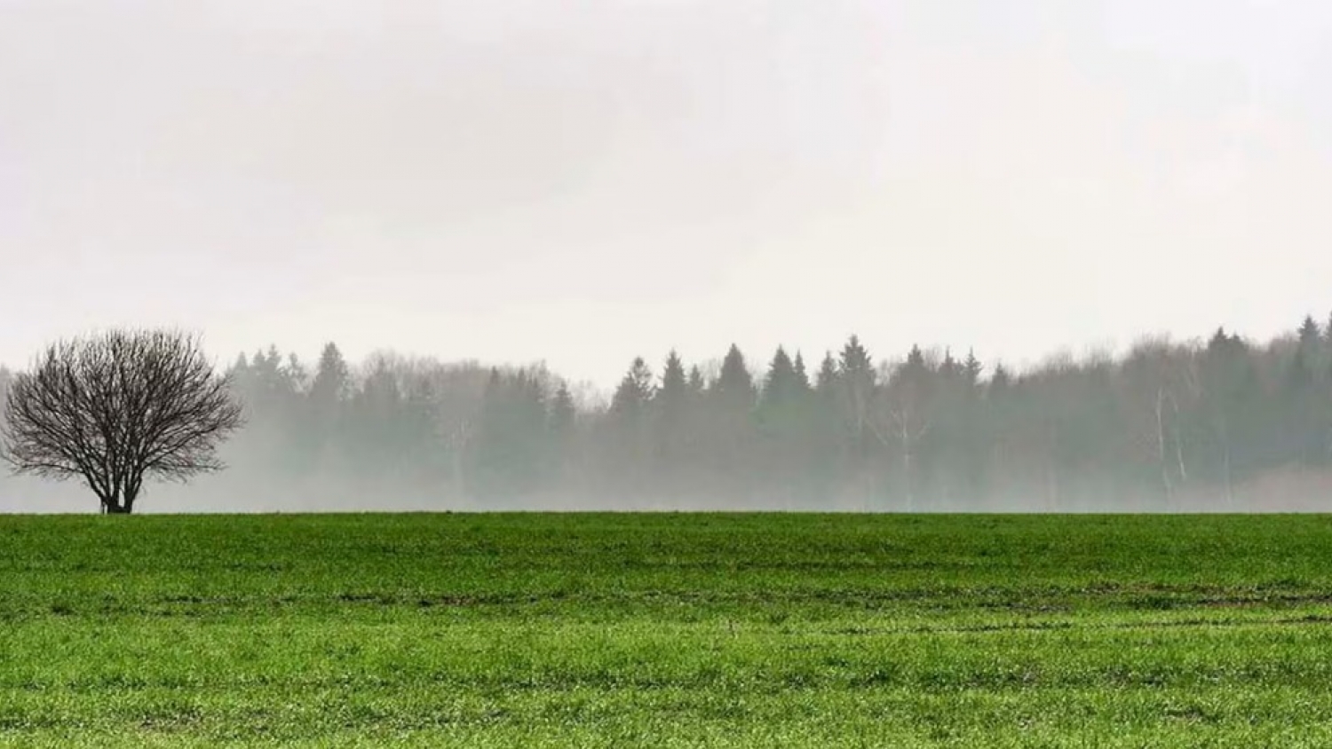 Mejora la situación de los cultivos tras las lluvias en el oeste de Buenos Aires