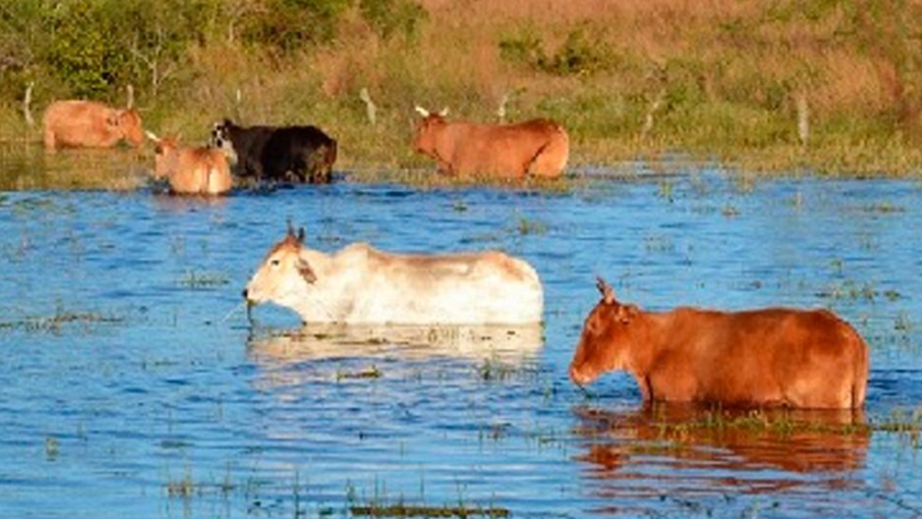 Nutrición bovina en situaciones de crisis