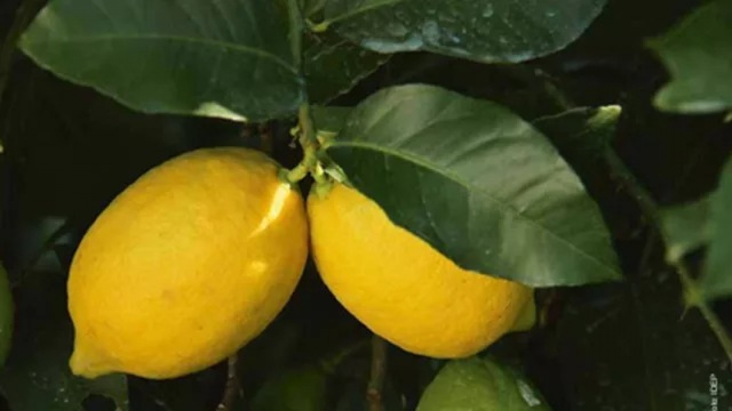Tucumán refuerza su liderazgo limonero y gana protagonismo en el mercado europeo
