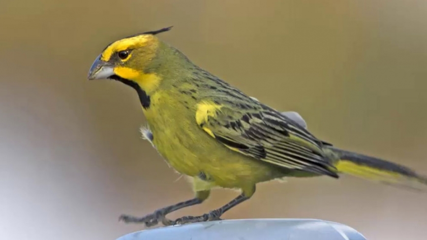 Alianza cardenal amarillo: comienza la cuenta regresiva