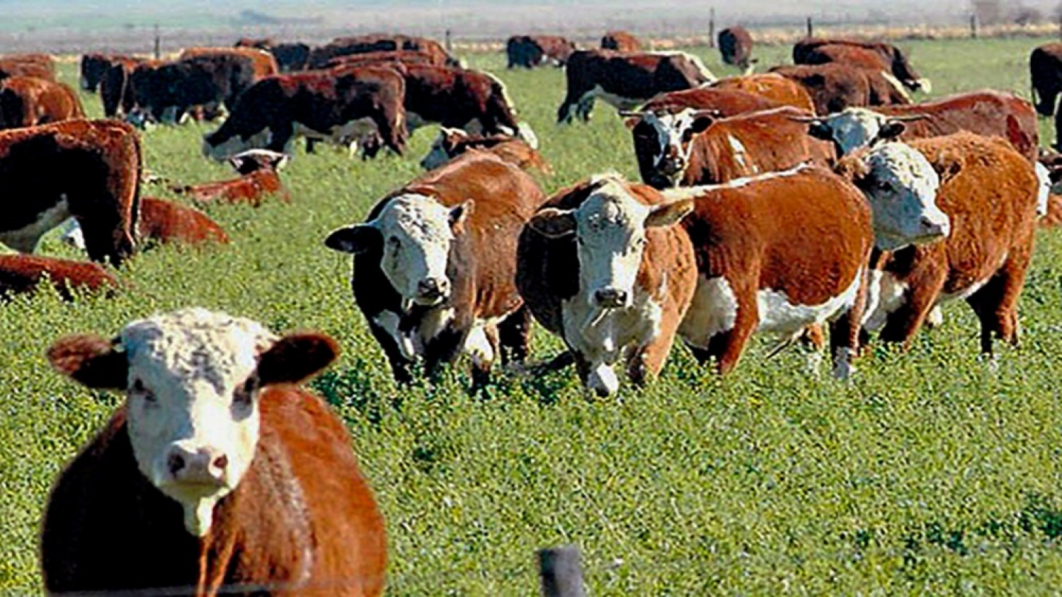 Las pruebas pastoriles ganan protagonismo como herramienta para mejorar la genética bovina en sistemas de producción a campo