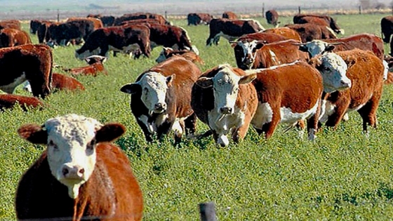 Las pruebas pastoriles ganan protagonismo como herramienta para mejorar la genética bovina en sistemas de producción a campo