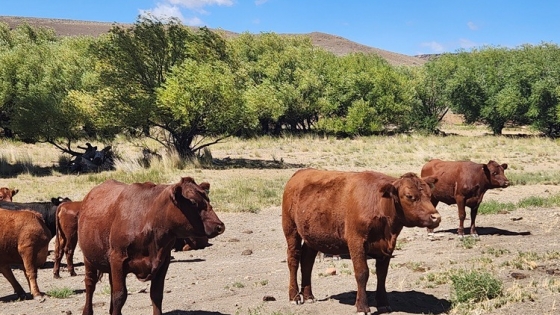 La estancia patagónica que abastece de carne a hoteles de lujo