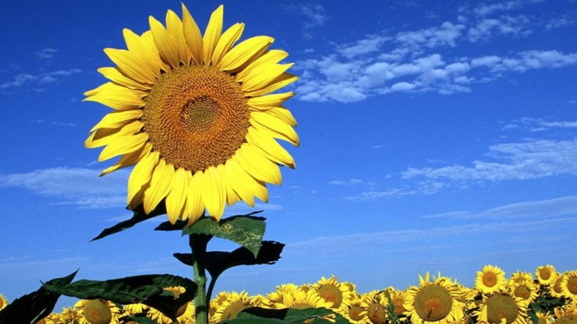 Se sembrarían unas 6.000 ha de girasol en la provincia