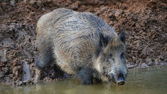 Desafíos crecientes: impacto devastador de los jabalíes en la agricultura de Buenos Aires