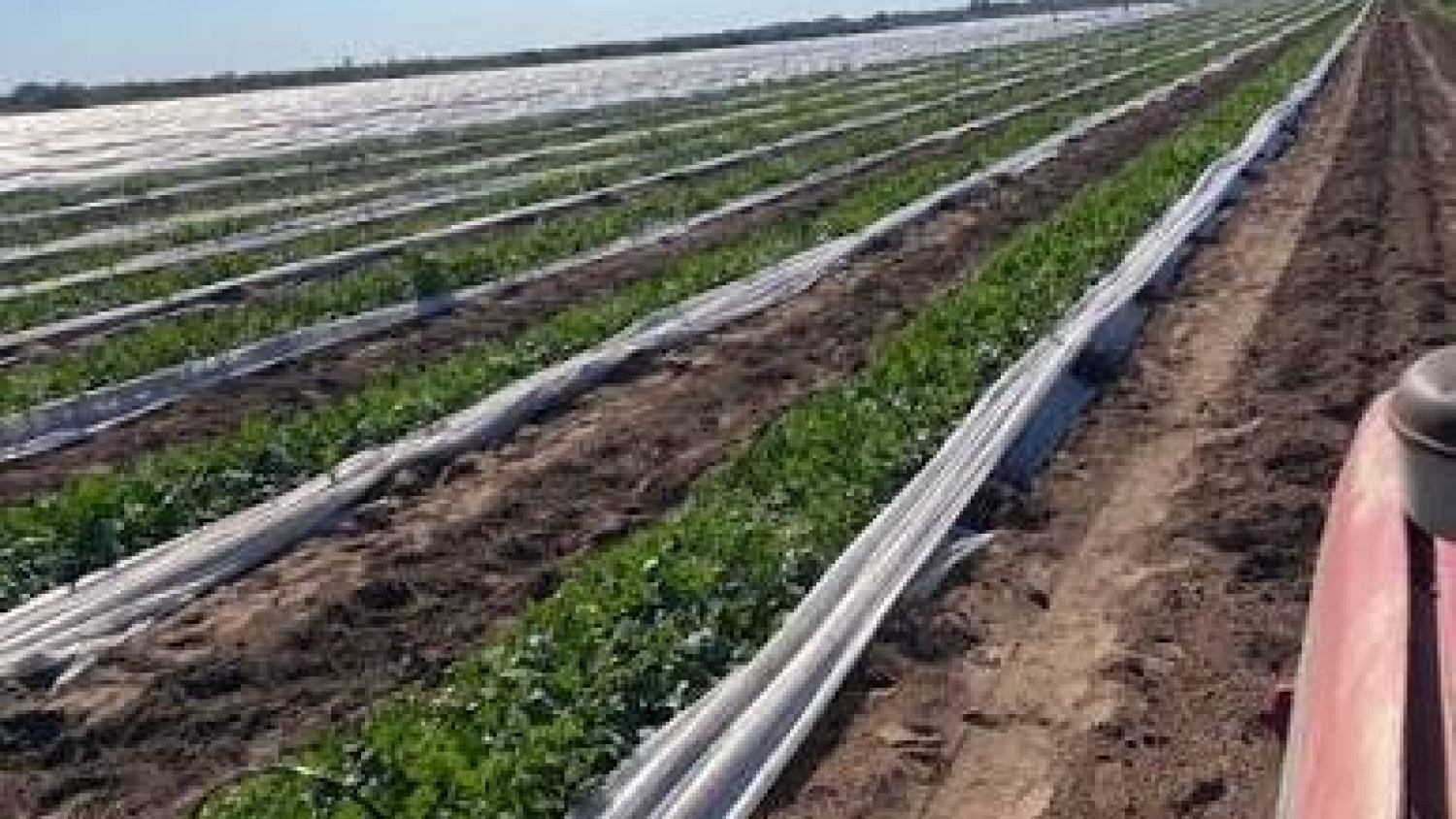 Agro en Sarmiento: producción agrícola y frutihortícola