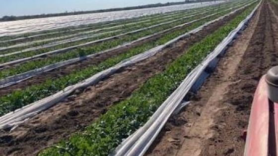 Agro en Sarmiento: producción agrícola y frutihortícola