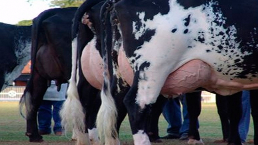 Investigación permitirá avanzar en control de mastitis usando medicina regenerativa