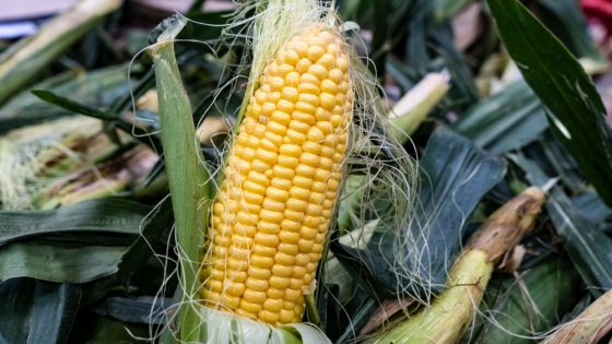 Falta de choclo por la chicharrita de maíz