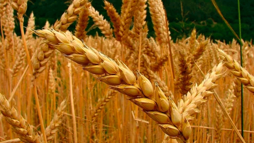 Evalúan cómo afectan los patógenos a la calidad del trigo