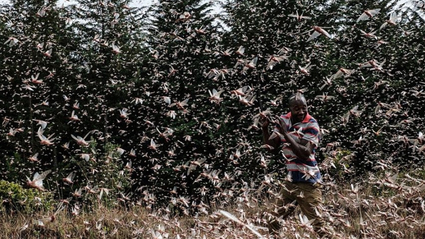 Los agricultores están convirtiendo la peor plaga de langostas en Kenia en 70 años en una oportunidad