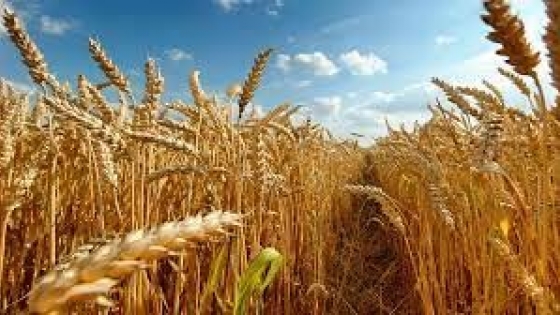 Acuerdan la exportación de trigo argentino a China, el tercer importador mundial de este cereal