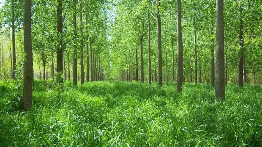 Mejora la actividad forestal, según el semáforo de Coninagro