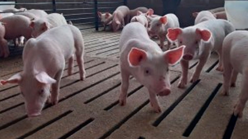 Bioter presentó HIGROW, su nuevo programa de nutrición de precisión para cerdos