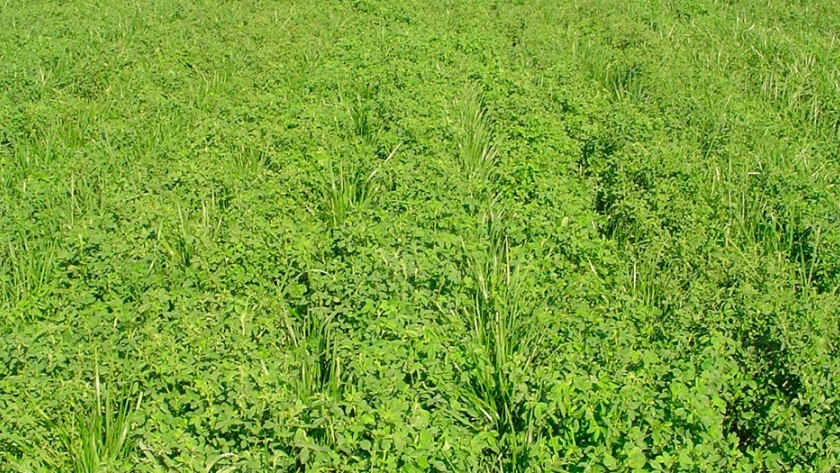 Estrategias para manejar pasturas perennes en primavera