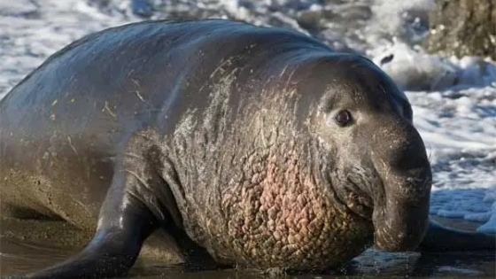 Chubut aprobó una ley para proteger al elefante marino del sur