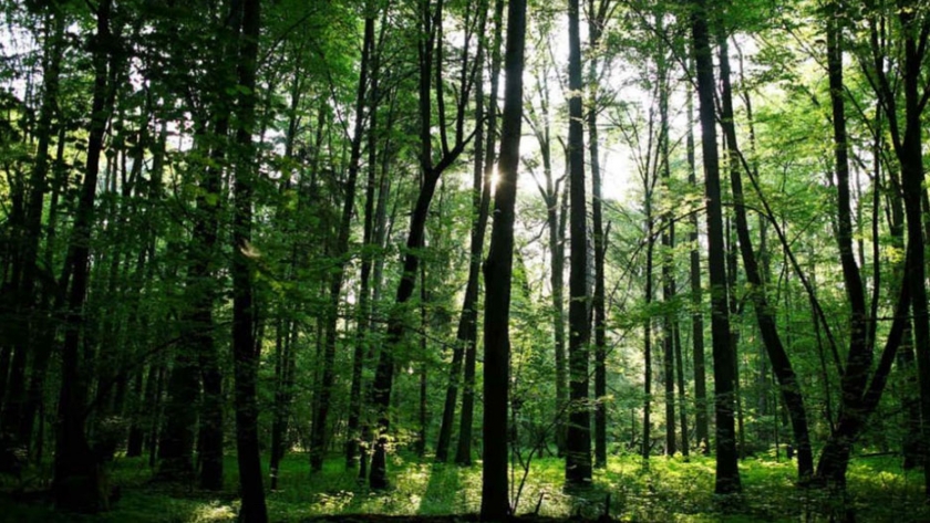 Positiva gestión de Jujuy en la Asamblea Extraordinaria de Bosques Nativos del COFEMA para garantizar los fondos de bosques