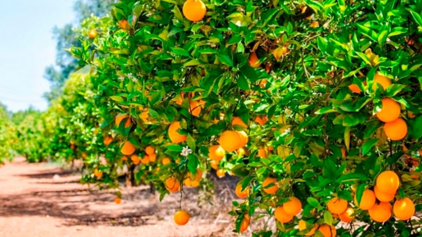 Ante el cambio climático, optimizan recursos para producir naranjas