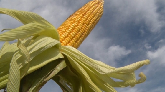 La perspectiva de precios para soja, maíz y trigo se mantiene entonada aquí y en el mundo
