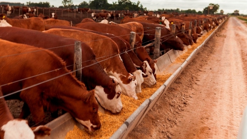 Bienest. AR: bienestar animal para feedlots