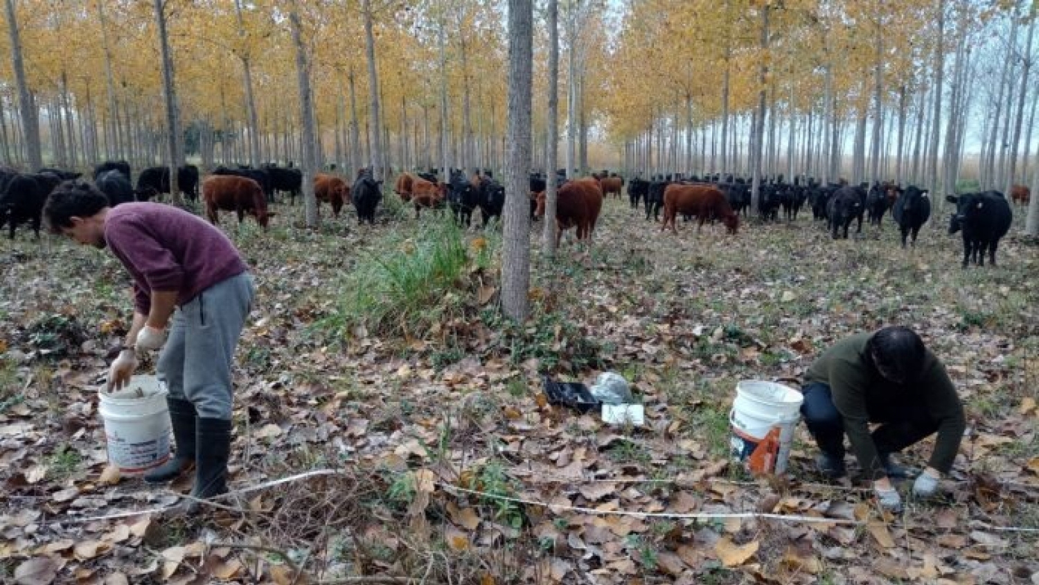 Sistemas silvopastoriles buscan mejorar la producción en el Delta