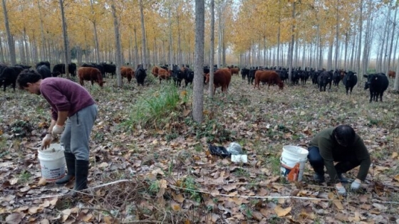 Sistemas silvopastoriles buscan mejorar la producción en el Delta
