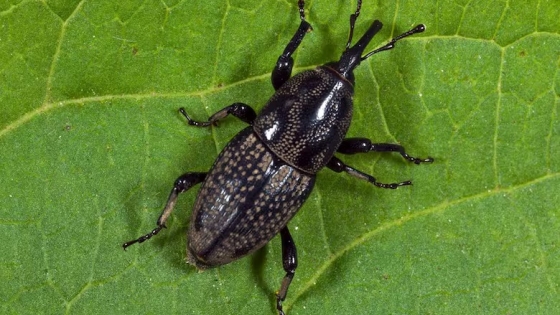 Plaga silenciosa: los picudos avanzan en jardines urbanos y amenazan la salud de los céspedes en toda Argentina