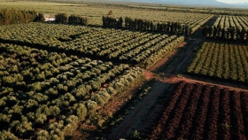 Argentina tendrá la primera planta de pellets para producir energía a partir de residuos de olivos
