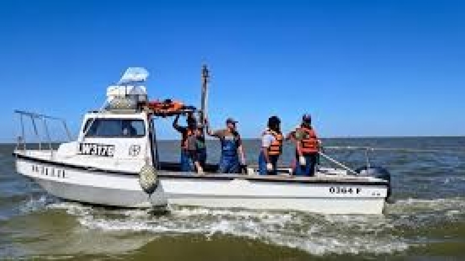 Avanza el monitoreo de la corvina rubia: el INIDEP realizó una evaluación clave de juveniles en Samborombón