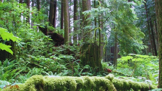 El peso oculto de los árboles: claves sobre carbono, industria forestal y cambio climático