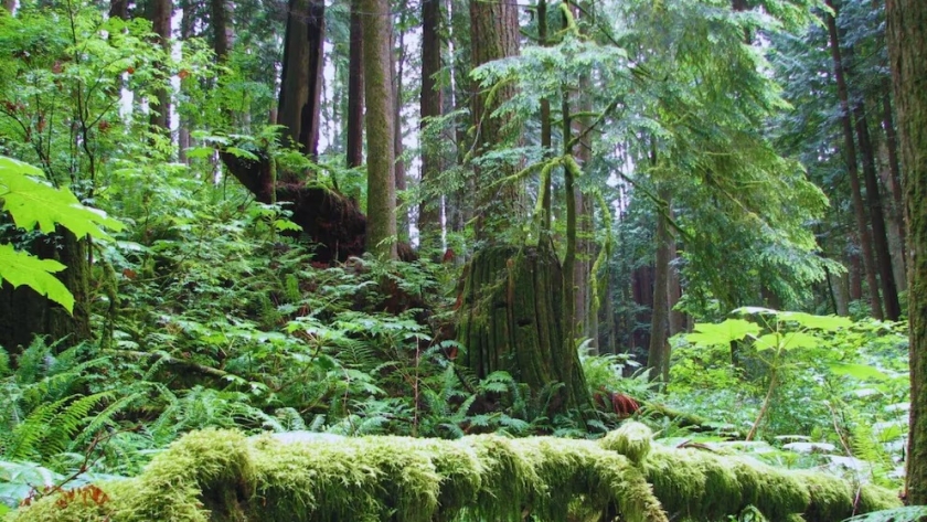 El peso oculto de los árboles: claves sobre carbono, industria forestal y cambio climático