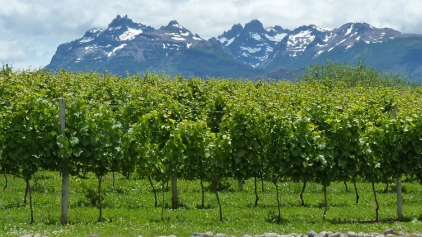 El ministerio de agricultura, ganadería, industria y comercio invita a curso online de vitivinicultura 