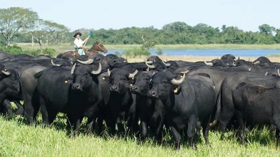 <“El búfalo de agua vino para quedarse en Corrientes”.