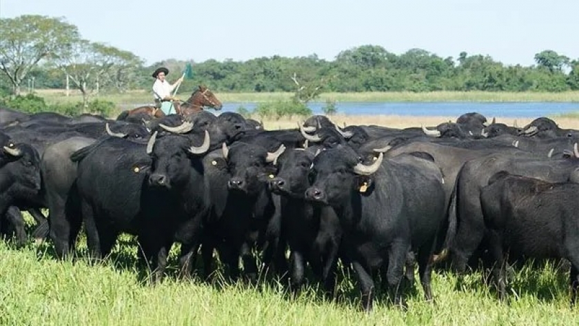 “El búfalo de agua vino para quedarse en Corrientes”.