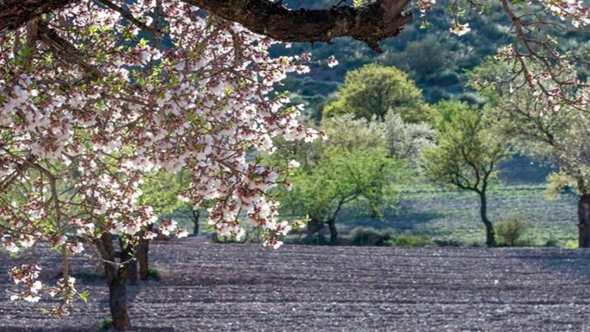 La producción de almendra crece en Córdoba gracias al cultivo de regadío
