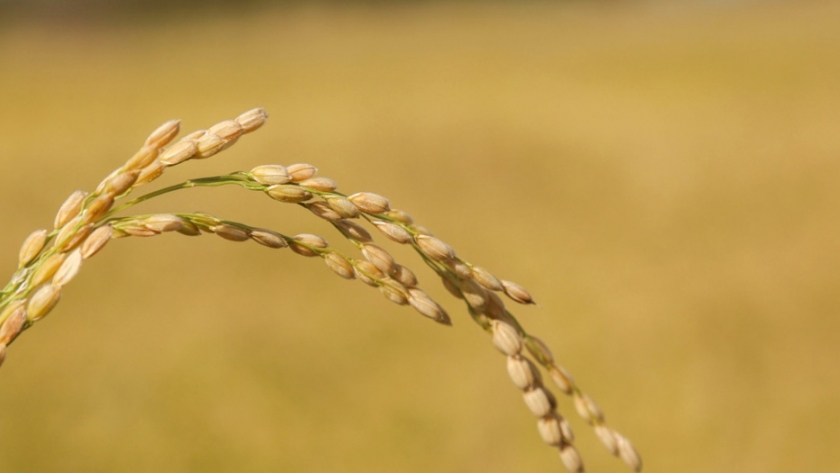 Argentina expande el mercado de arroz a Australia