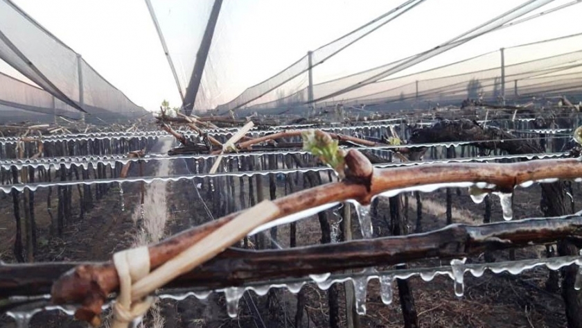 Emergencia Agropecuaria: están disponibles certificados de daños superiores al 80%
