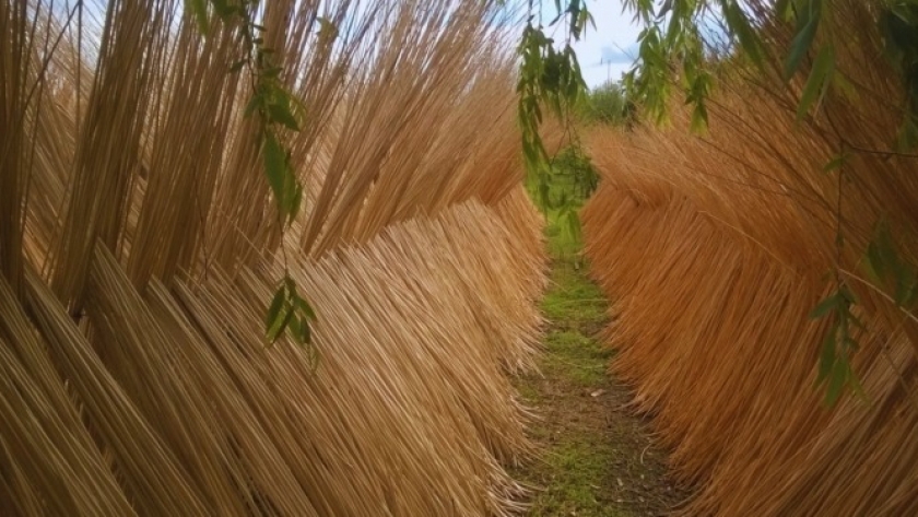 ¿Usted sabía que el mimbre es una especie de sauce? En el delta, el INTA se dedica a mejorarlo para ayudar a más de 60 productores