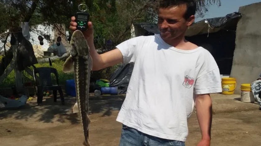 Esturión en el Paraná: la asombrosa producción del pez jurásico con huevos millonarios