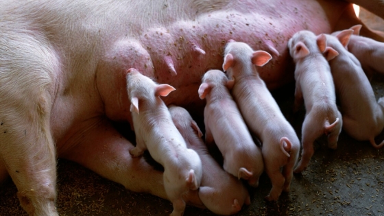 Producción porcina. Cómo manejar la nutrición de las cerdas en su etapa de lactancia