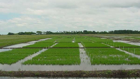Los claroscuros del arroz: finaliza una cosecha récord, pero con números en rojo