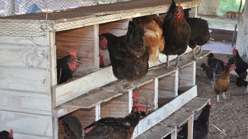 Producir huevos agroecológicos, una alternativa de reconversión