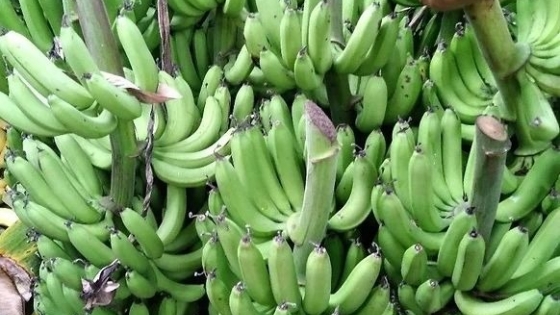 Media sanción para una ley de fomento a la producción de frutas tropicales